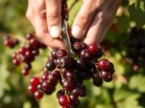 Ribisel schneiden: Tipps für die perfekte Ernte